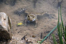 Revitalizace v Dolní Lukavici přináší život mizející kuňce žlutobřiché Revitalizace v Dolní Lukavici přináší život mizející kuňce žlutobřiché